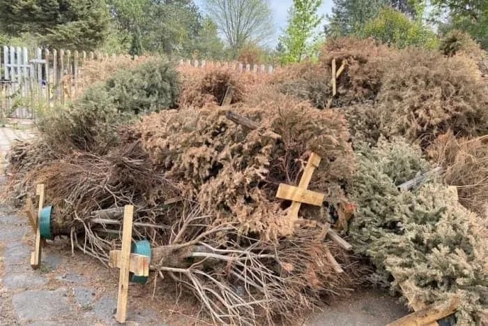 Santiago instala 10 centros de acopio para pinos navideños