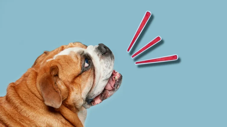Crean herramienta basada en IA para interpretar ladridos de perros