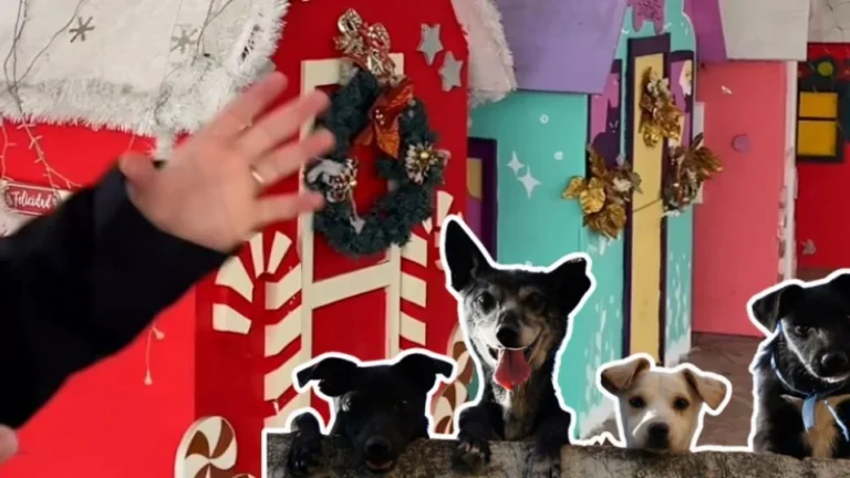 Reciclan villas navideñas en García, Nuevo León, para proteger a perros callejeros del frío