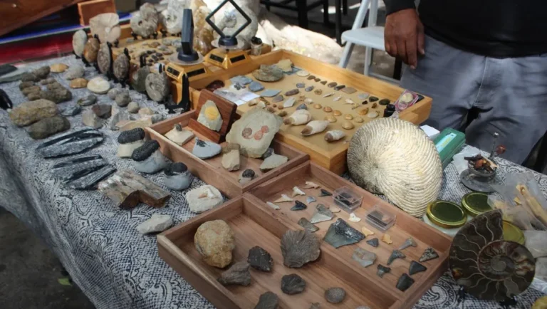 Venden vestigios arqueológicos y paleontológicos de Coahuila en Torreón
