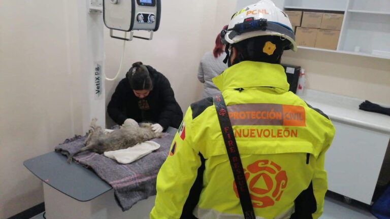 Rescate de canino en Monterrey: Protección Civil atiende caso de dificultad respiratoria