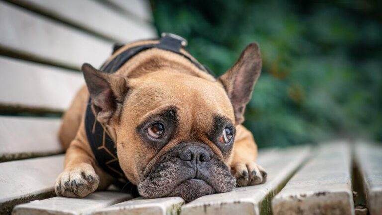 ¿Pueden los perros detectar la depresión o ansiedad en sus dueños?