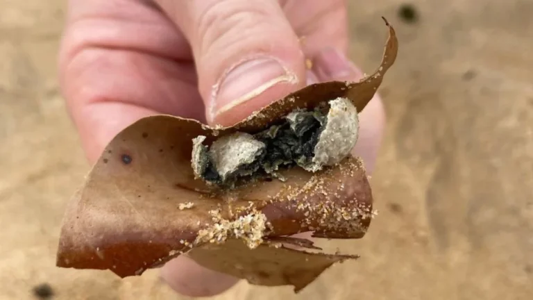 Cierre de nueve playas en Sydney por misteriosos restos en forma de bola