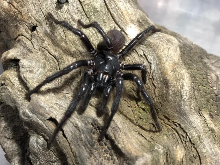 Científicos descubren nueva especie de araña de embudo en Australia