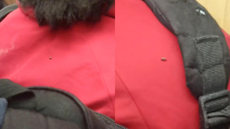 Expertos alertan sobre la amenaza de chinches en el transporte público de México