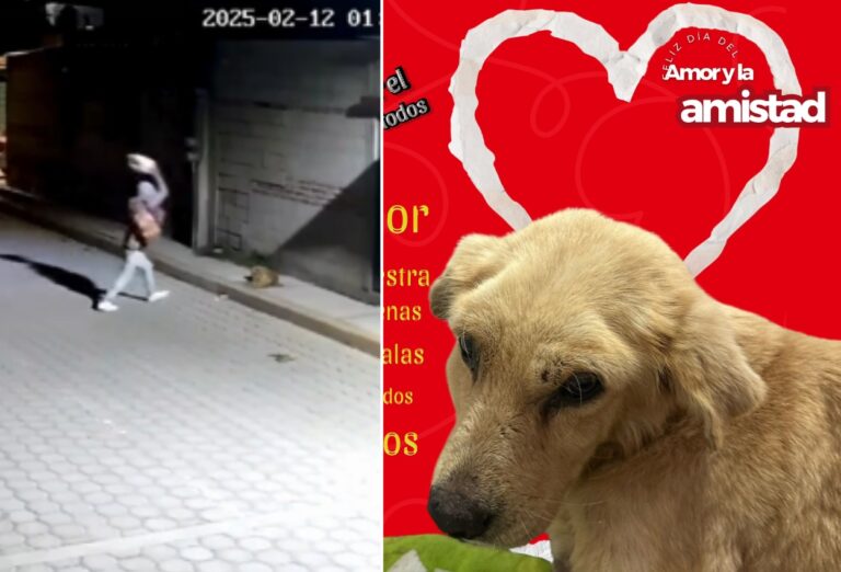 ‘Huesitos’, el perro agredido con una piedra en Puebla, envía emotivo mensaje de agradecimiento en el Día del Amor y la Amistad
