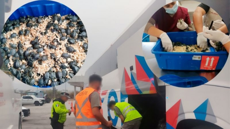 Rescatan 320 tortugas en un autobús en la México-Puebla: Detectan tráfico ilegal