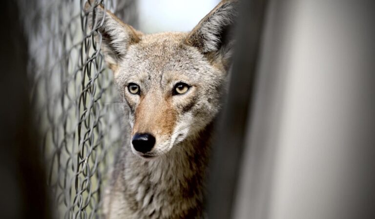 Rescatan a coyote atrapado en Monterrey