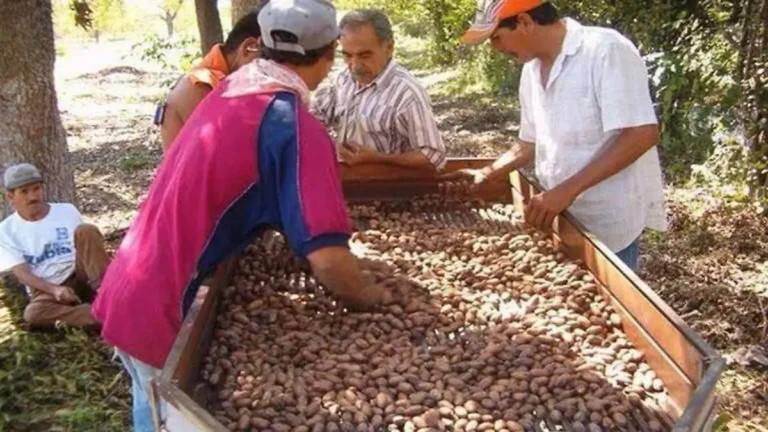 Productores de Chihuahua enfrentan incertidumbre por posible arancel a la nuez