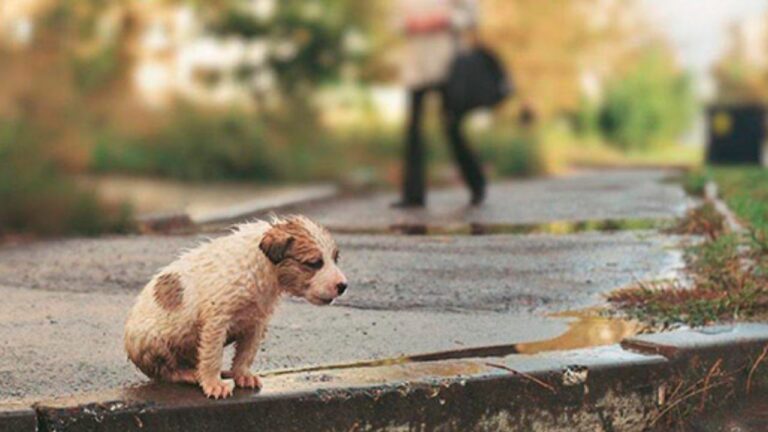 Proponen hasta 3 años de cárcel por abandono de mascotas en Querétaro