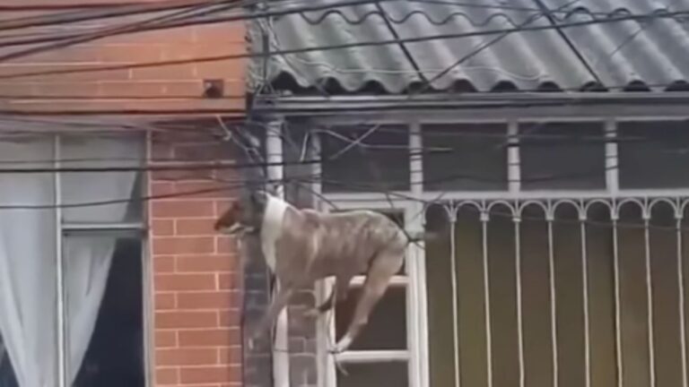 Increíble rescate: Perrito queda colgado en un poste tras perseguir a un gato en Bogotá