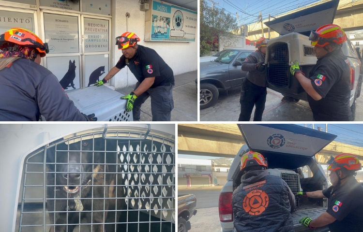 Protección Civil Nuevo León rescata a cuatro perros abandonados en la Central de Autobuses de Monterrey