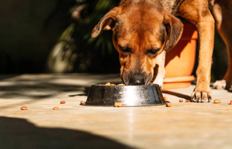 Profeco revela las mejores croquetas para tu mascota: estas marcas ofrecen mejor nutrición y calidad