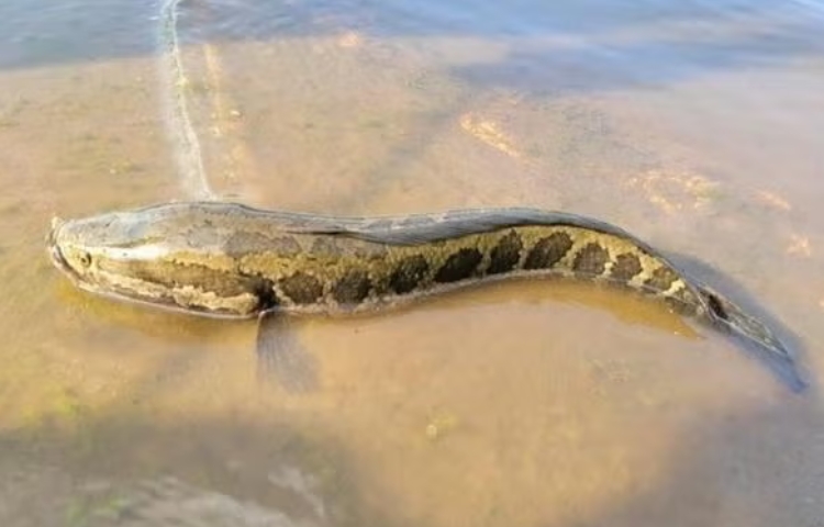 Pez cabeza de serpiente alarma en E.U.: camina y respira fuera del agua