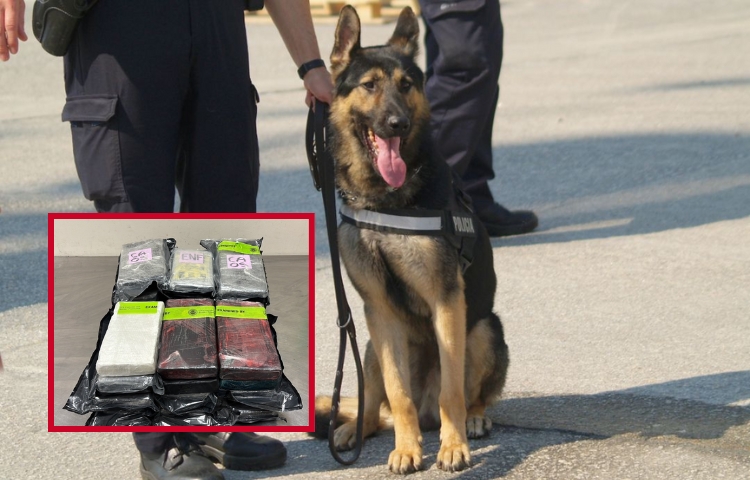 Sabueso detecta cargamento millonario de cocaína en la frontera