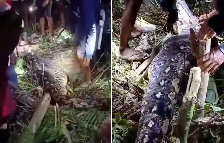Abuela de Indonesia hallada devorada por una pitón de 8 metros