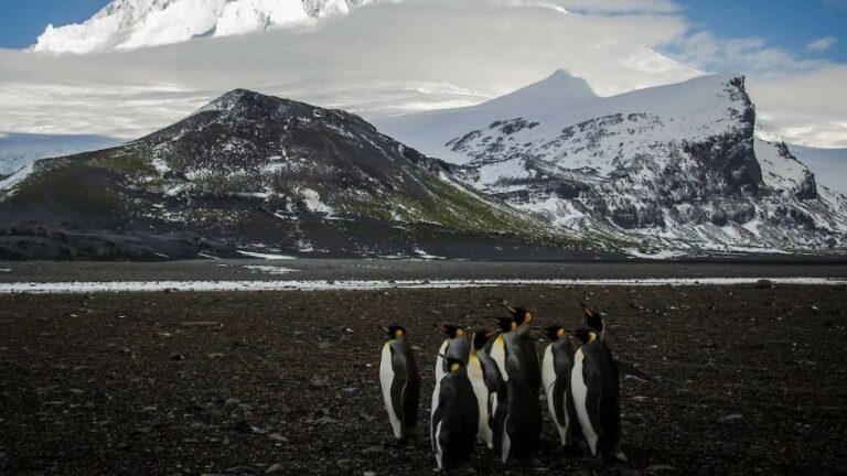 Donald Trump impone aranceles a islas remotas habitadas solo por pingüinos