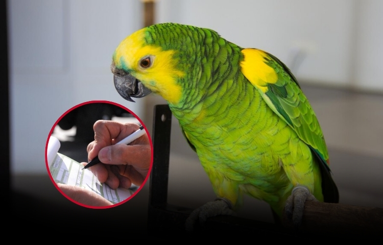 Poseer un loro o perico sin documentos es delito en México: Estas son las sanciones