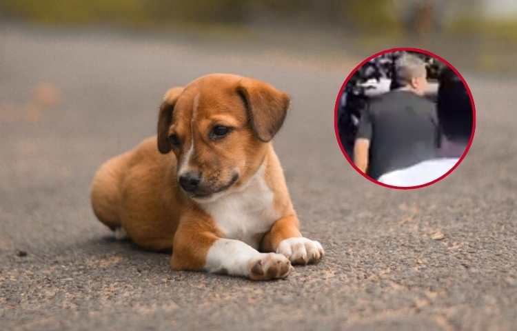 No le gustó el cachorro y, al no recibir reembolso, lo atacó fatalmente