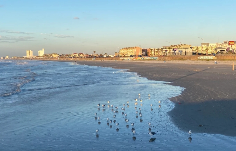 Detectan niveles elevados de bacterias en playas de Texas; piden precaución a visitantes