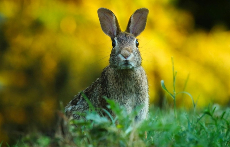 Hallan con vida al conejo de Omiltemi tras un siglo de considerarse extinto