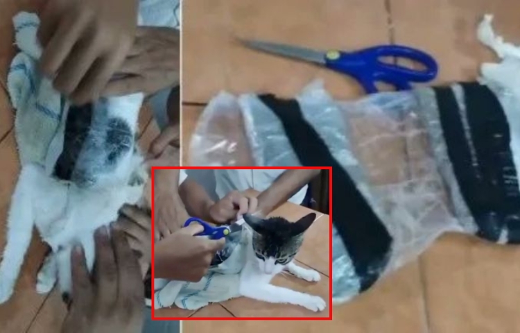 Atrapan a “gato mula” que intentaba ingresar droga a prisión