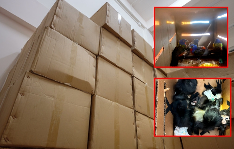 Tráfico ilegal: hallan monos y aves en cajas durante revisión vehicular