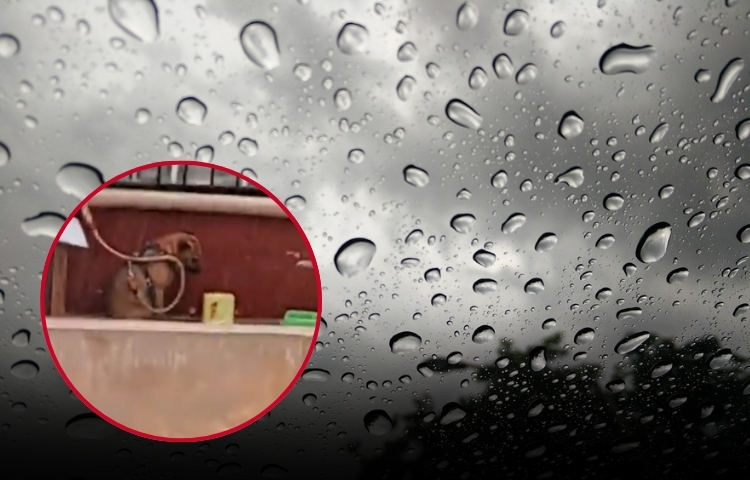 Perrito permanece bajo la lluvia y amarrado en Guadalupe; vecinos denuncian