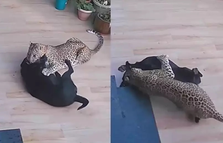 Perro héroe enfrenta a leopardo para salvar a su dueña en feroz batalla