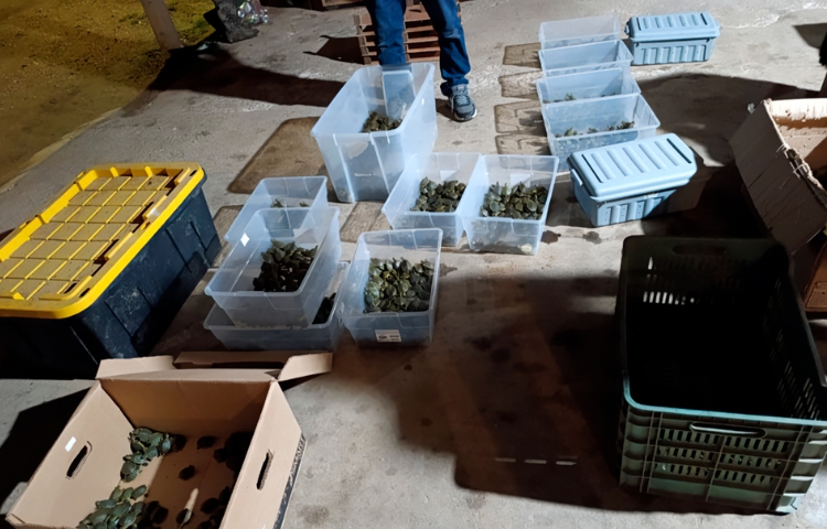 Detienen a sujeto con más de 3 mil tortugas en Chiapas