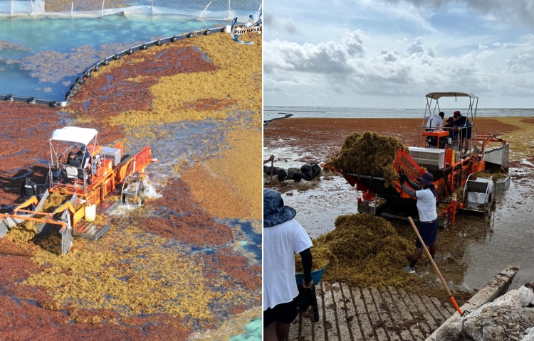 Sargazo bajo control en el Caribe: Marina intensifica acciones preventivas