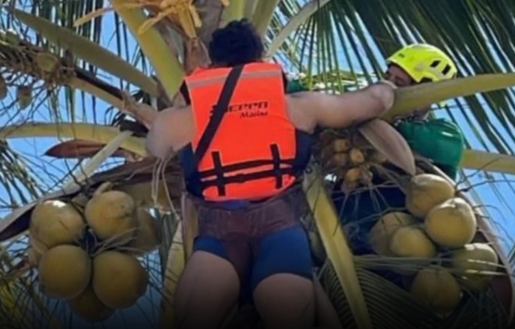 Joven de Monterrey queda colgado de una palmera tras caída en paracaídas en Nayarit
