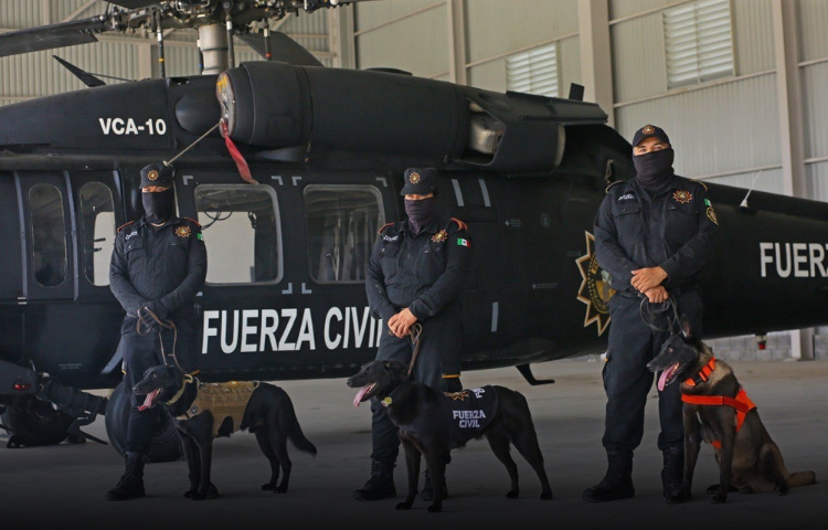División K-9 se suma a la Nueva Fuerza Civil: disciplina y olfato al servicio de Nuevo León
