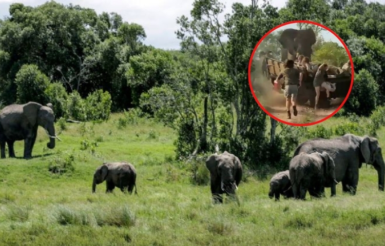 Paseo por la sabana termina en tragedia: Elefante ataca a turistas