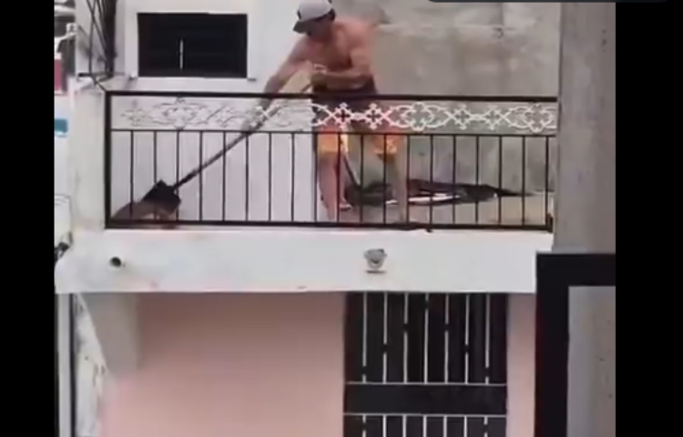 Indignación en Mazatlán: hombre golpea a perrito con una pala y redes exigen justicia