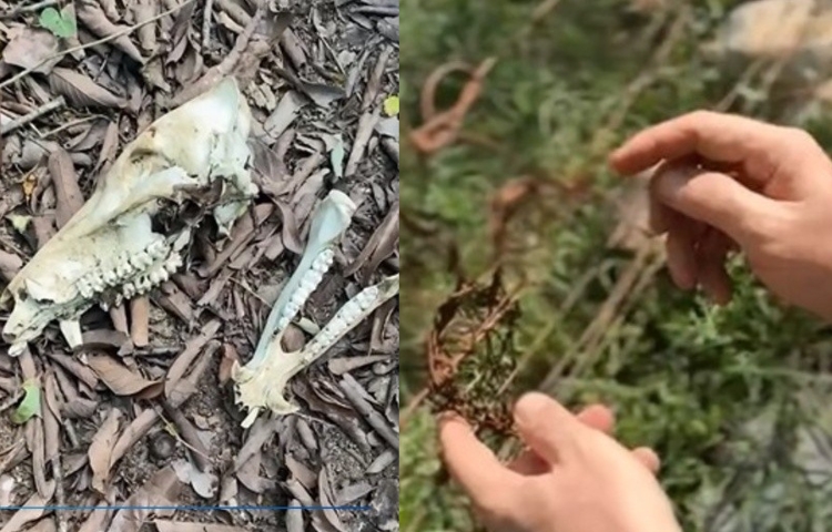 Detectan trampas ilegales que matan fauna en la Sierra Madre de NL