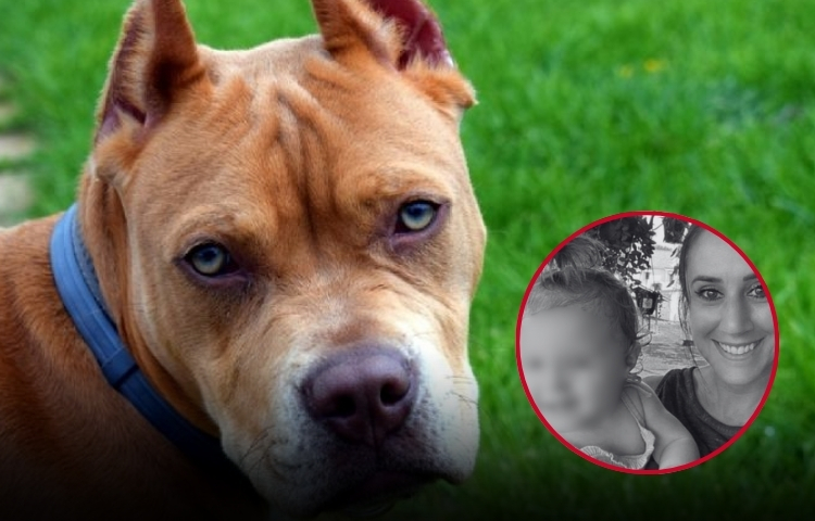 Tragedia en Ohio: bebé de un año muere tras ataque de un pitbull