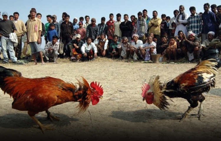 Muere tras ser herido por el gallo en una pelea clandestina en Bali