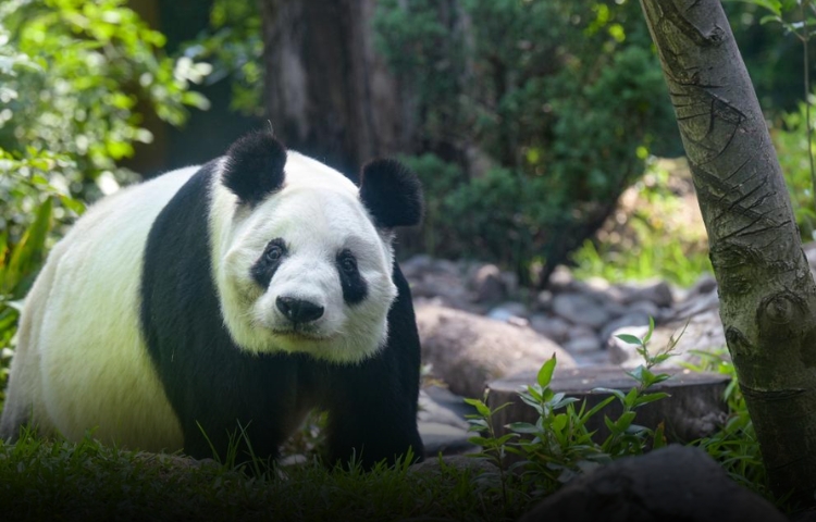 Xin Xin se prepara para cerrar su ciclo de vida