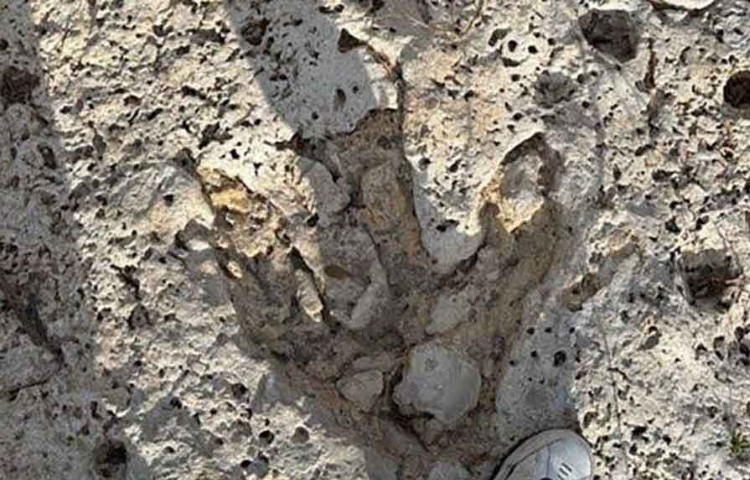 Encuentran huellas de dinosaurio de más de 100 millones de años en Texas