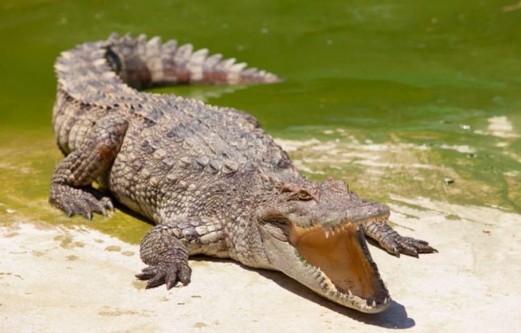 Turistas son atacados por cocodrilo en Oaxaca; reptil “Lucho” bajo investigación