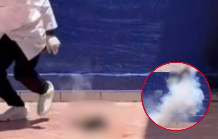 Denuncian maltrato animal en Guanajuato: presuntos estudiantes ataron pirotecnia a un gato