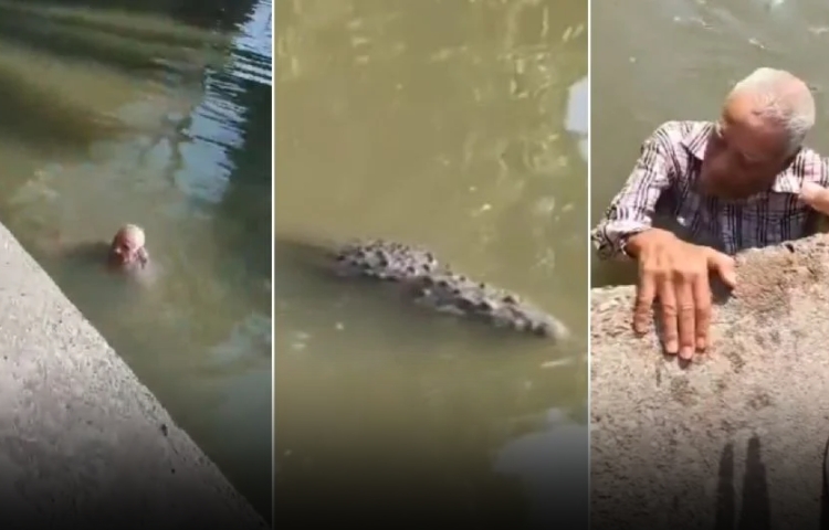 Adulto mayor desaparecido en San Luis Potosí es visto nadando entre cocodrilos en Tamaulipas