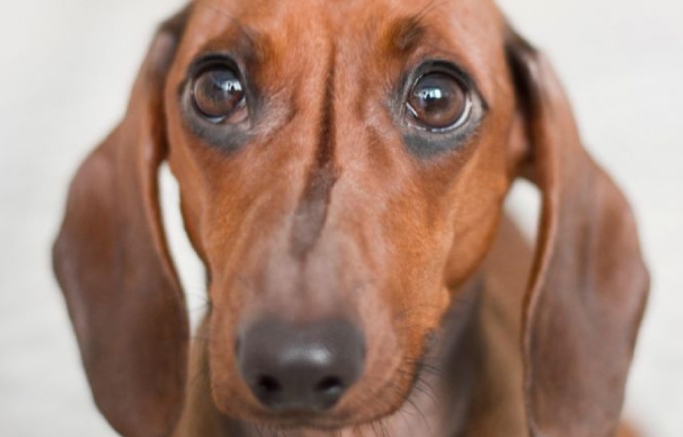 Así puedes cuidar a tu perro durante los fuegos artificiales del 15 y 16 de septiembre