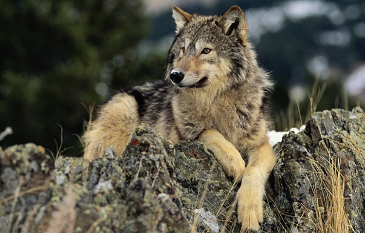 Lobos en áreas turísticas: menor resultó herida en Neos Marmaras, Grecia