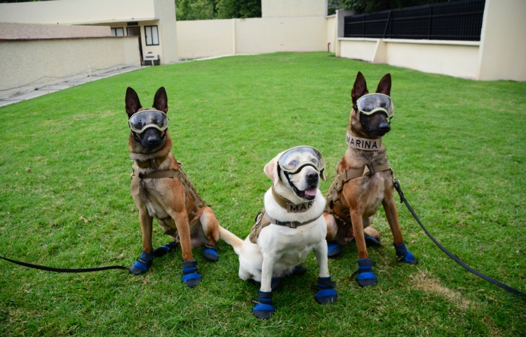 Perros de la Marina: del entrenamiento inicial a misiones internacionales de rescate