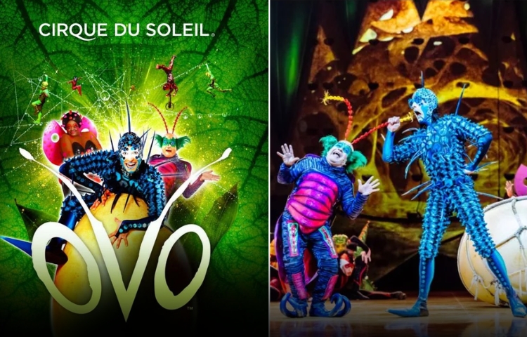 Acrobacias, música y diversión: ‘OVO’ del Cirque du Soleil se presentará en Monterrey