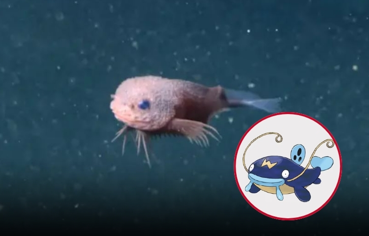 Científicos hallan pez caracol rugoso con sorprendente parecido a un Pokémon