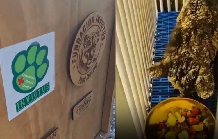 La osa Mina comienza una nueva etapa en Pachuca bajo cuidado especializado