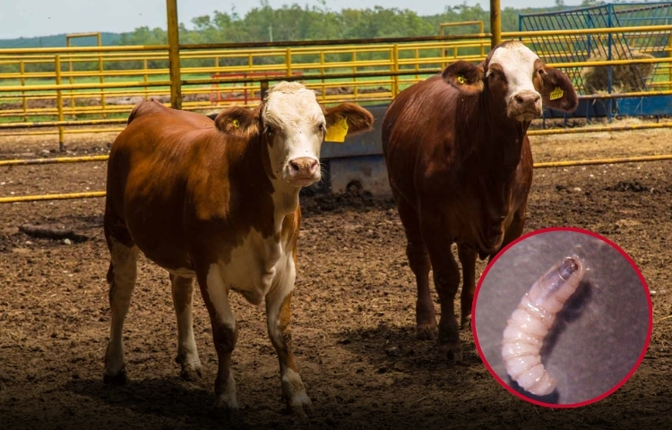 Detectan gusano barrenador en Nuevo León y enciende alarma en Estados Unidos